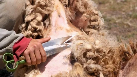 Man Shearing Sheep With Scissors on a Rural Farm Stock Footage 294132389