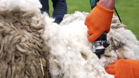 Man shearing the sheep. Shearer working in the farm. Stock-Footage 155494280