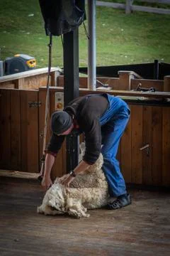 Man shearing Sheeps wool Stock Photos