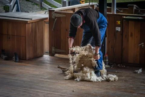 Man shearing Sheeps wool Stock Photos