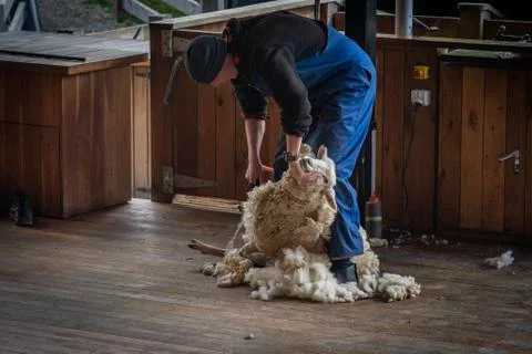 Man shearing Sheeps wool Stock Photos