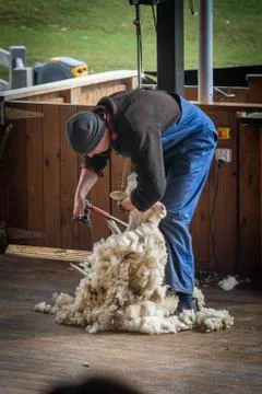 Man shearing Sheeps wool Stock Photos