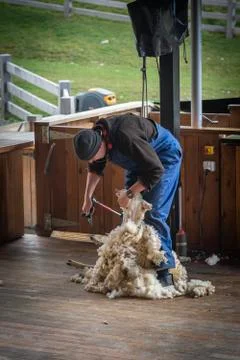 Man shearing Sheeps wool Stock Photos