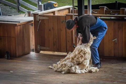 Man shearing Sheeps wool Stock Photos