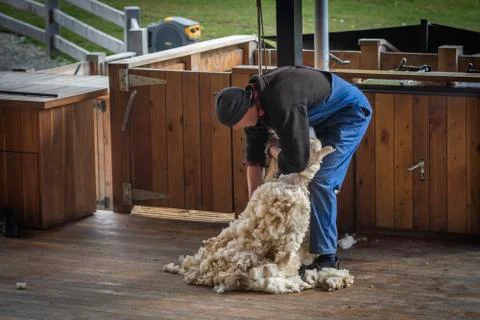 Man shearing Sheeps wool Stock Photos