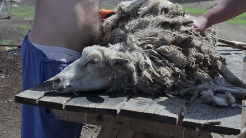 A man shearing with special scissors a sheep Stock Footage 135747870