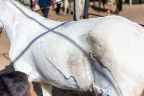Man shearing a white horse with a professional clipper Stock Photos