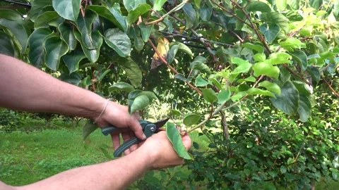 Man with shears pruning minikiwi or hardy kiwi climbing plant, formation pr.. Stock Footage 289811267