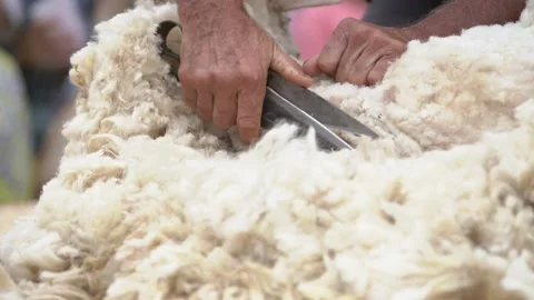 Man shears sheep by hand. Video stock 163215347