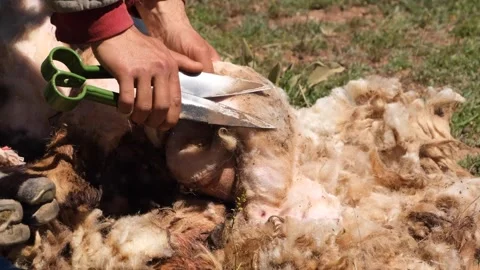 Man Shears Sheep by Hands 2 Stock Footage 294132306