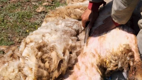 Man Shears Sheep by Hands 3 Stock Footage 294132115