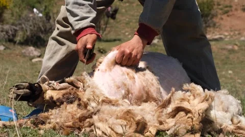 Man Shears Sheep by Hands Video stock 294132721