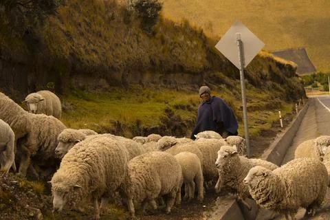 Man with Sheeps Stock Photos