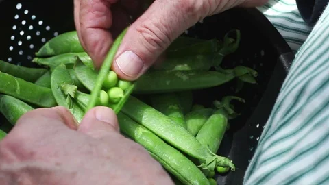 Man shells green peas outside Stock Footage 90672484