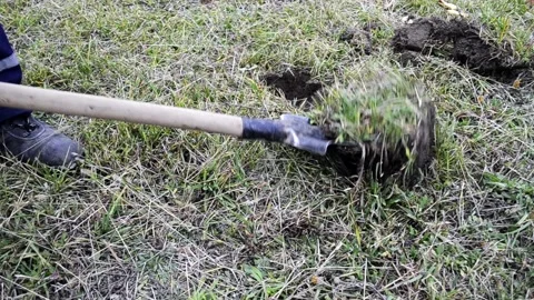 A man with a shovel is digging a hole in the ground, removing the grass layer. Stock-Footage 101649752