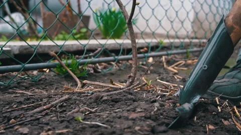 Man with a Shovel Digs Up a Fruit Tree with a Root for Transplanting Stock Footage 237458803