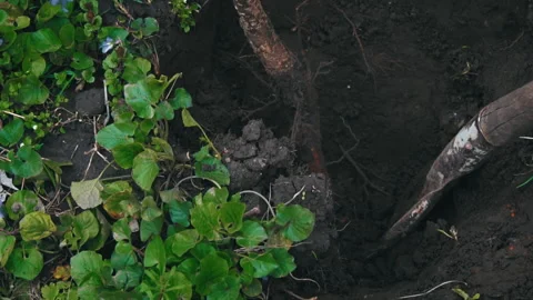 Man with a Shovel Digs Up a Fruit Tree with a Root for Transplanting Video stock 237462725
