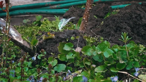Man with a Shovel Digs Up a Fruit Tree with a Root for Transplanting Stock Footage 237507751