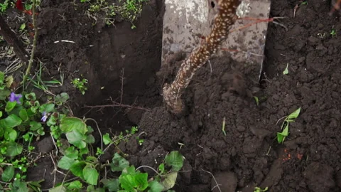 Man with a Shovel Digs Up a Fruit Tree with a Root for Transplanting Stock Footage 237631024