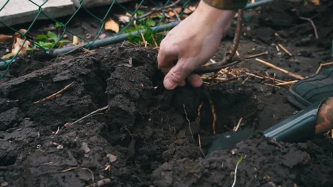Man with a Shovel Digs Up a Fruit Tree with a Root for Transplanting Stock Footage 237709479