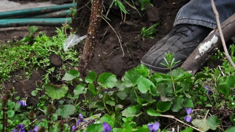 Man with a Shovel Digs Up a Fruit Tree with a Root for Transplanting Stock Footage 238008016
