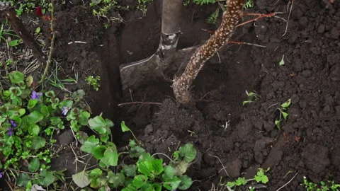 Man with a Shovel Digs Up a Fruit Tree with a Root for Transplanting Stock Footage 238391484