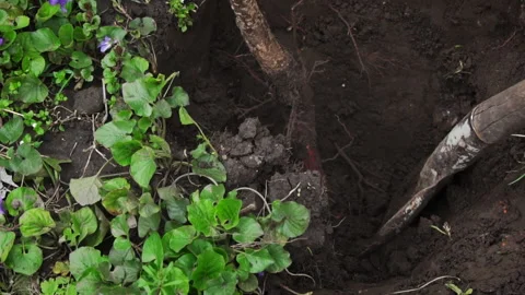 Man with a Shovel Digs Up a Fruit Tree with a Root for Transplanting Stock Footage 238393130
