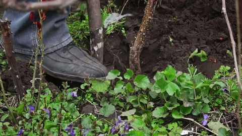 Man with a Shovel Digs Up a Fruit Tree with a Root for Transplanting Video stock 243511783