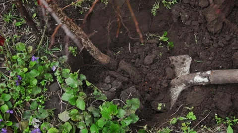 Man with a Shovel Digs Up a Fruit Tree with a Root for Transplanting Stock Footage 243762990