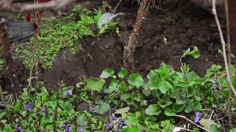 Man with a Shovel Digs Up a Fruit Tree with a Root for Transplanting Stock Footage 244222091