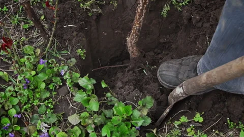 Man with a Shovel Digs Up a Fruit Tree with a Root for Transplanting Stock Footage 244361267