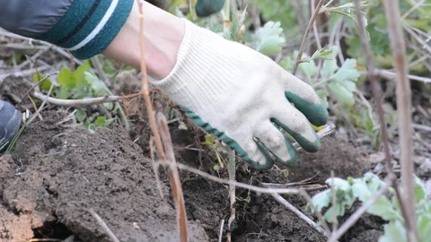 A man with a shovel digs a hole in the ground, removing a layer of grass. Stock Footage 129935932