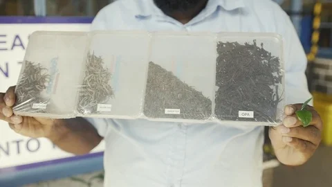 Man show samples white black tea or green Video stock 73287709