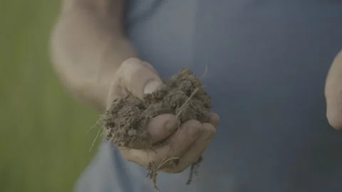 Man showcasing soil and comparing it to wheat Stockbeeldmateriaal 251896547