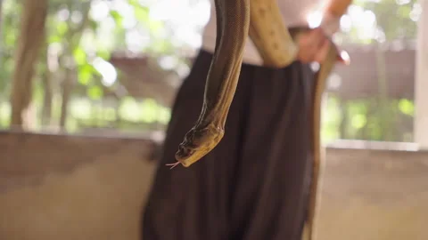 Man showing big boa python snake holding it in hands at at Mae Sa Farm in Stock Footage 208076181
