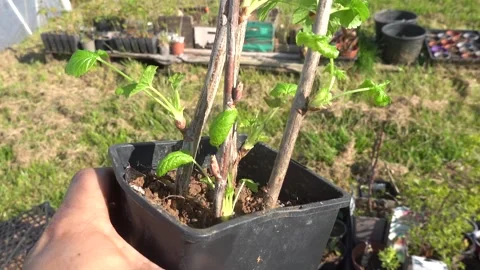 Man showing young currant plants grown from cuttings with visible roots and.. Vídeos de archivo 340549261