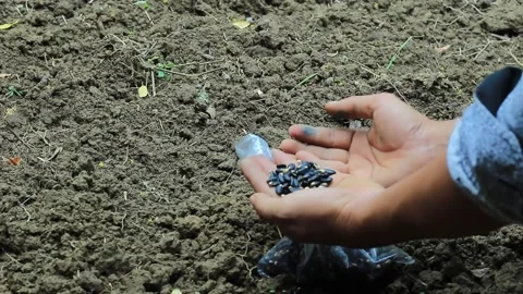 A man shows the long bean vegetable seeds he wants to plant, Yardlong bean Video stock 197644324