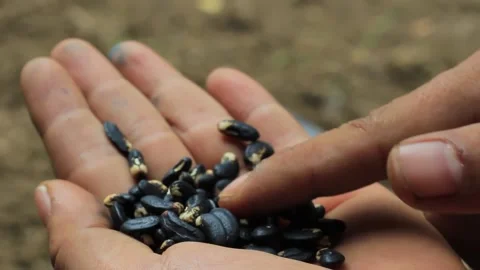 A man shows the long bean vegetable seeds he wants to plant, Yardlong bean Stock Footage 197644328