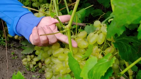 Man shows size grape berry by comparing it with his finger. Stock Footage 283637898