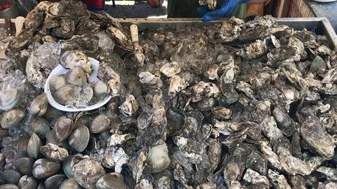 Man Shucking Large Quantity of Oysters Stock Footage 76140424