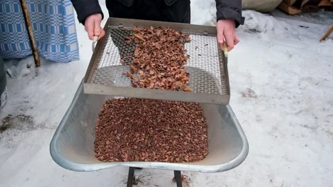 Man sifts nuts from large debris to extract cedar nuts from Siberian pine cones. Stock Footage 175455344