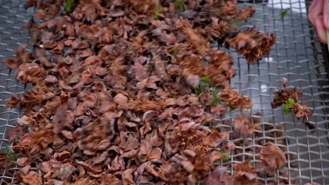 Man sifts nuts from large debris to extract cedar nuts from Siberian pine cones. Видео 175456643