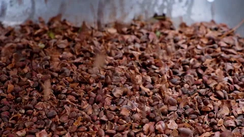 Man sifts nuts from large debris to extract cedar nuts from Siberian pine cones. Stock-Footage 175456942
