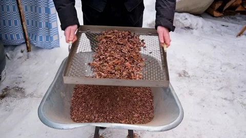 Man sifts nuts from large debris to extract cedar nuts from Siberian pine cones. Stock Footage 177372727