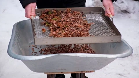 Man sifts nuts from large debris to extract cedar nuts from Siberian pine cones. Stock-Footage 188980510