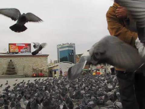 Man singing in Turkish while feeding the pigeons Stock Footage 49626315