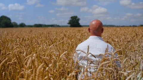 A man sit down and touches a wheat ear in the wheat field on the background 스톡 동영상 113920818