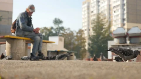 A man sits on a bench in the yard and feeds pigeons. 10.19.2019 Ukraine, Kiev Stock Footage 127688684