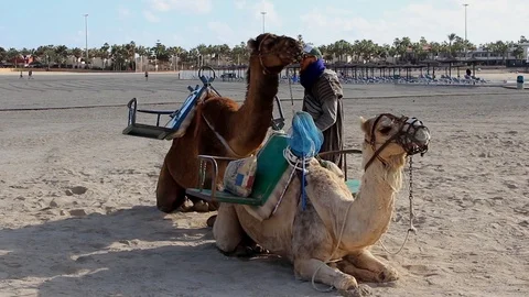 Man sits camels to rest on beach Stock Footage 85893552