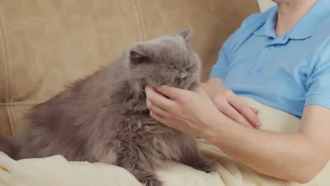 A man sits on the couch and strokes a British cat Stock Footage 150661875